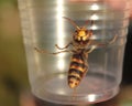 Wasp in plastic cup Royalty Free Stock Photo