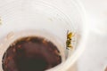 Wasp in a plastic cup Royalty Free Stock Photo