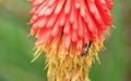 Wasp on poker flower