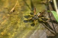 Wasp Polistes dominula drinking water from a peel in the garden