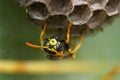 Wasp polistes gallicus