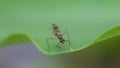 Wasp Polistes nipponensis Saussure on leaves