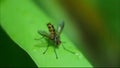 Wasp Polistes nipponensis Saussure on leaves