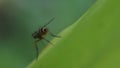 Wasp Polistes nipponensis Saussure on leaves, insects in nature, poisonous insects