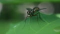 Wasp Polistes nipponensis Saussure on leaves, insects in nature, poisonous insects