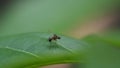 Wasp Polistes nipponensis Saussure on leaves