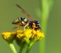 Wasp pollinated of the yellow flower in latin Vespula