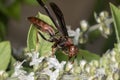 Wasp pollinating basil flower extreme close up