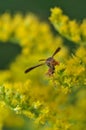 Wasp pollinating flower