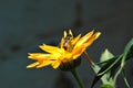 Wasp pollinating flower