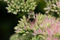 bumblebee  pollinating a flower sedum in a garden in summer Royalty Free Stock Photo