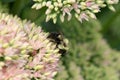 bumblebee  pollinating a flower sedum in a garden in summer Royalty Free Stock Photo