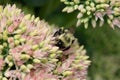 bumblebee  pollinating a flower sedum in a garden in summer Royalty Free Stock Photo