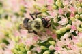 bumblebee  pollinating a flower sedum in a garden in summer Royalty Free Stock Photo