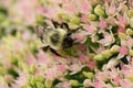 bumblebee  pollinating a flower sedum in a garden in summer Royalty Free Stock Photo