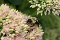 bumblebee  pollinating a flower sedum in a garden in summer Royalty Free Stock Photo