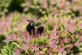 bumblebee  pollinating a flower sedum in a garden in summer Royalty Free Stock Photo