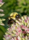 bumblebee  pollinating a flower sedum in a garden in summer Royalty Free Stock Photo
