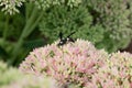 Wasp pollinating a flower sedum Royalty Free Stock Photo