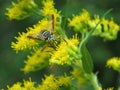 Wasp Pollinating
