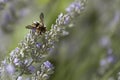 Wasp on a lavender bush