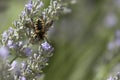 Wasp on a lavender bush