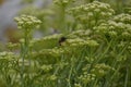 Wasp pollinating plants in ViavÃÂ©lez, in Asturias, Spain.