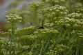 Wasp pollinating plants in ViavÃÂ©lez, in Asturias, Spain.