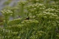 Wasp pollinating plants in ViavÃÂ©lez, in Asturias, Spain.