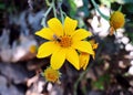 Wasp pollinating yellow jungle flower. Bee consuming wild yellow flower. Flora and fauna in one photo.