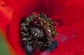 Wasp in a poppy