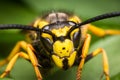 Wasp portrait extreme macro very detailed and sharp Royalty Free Stock Photo