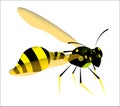Wasp predatory insect. In black and yellow colors. Isolated vector on white background Royalty Free Stock Photo