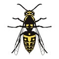 The wasp is a predatory insect. A black and yellow insect with wings and a sting. Royalty Free Stock Photo