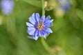 Wasp in purple flower, insect in flower