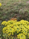 Wasp ready to fly.