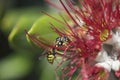 Wasp in a red flower macro Royalty Free Stock Photo