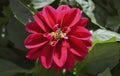 Wasp on red Dahlia flower