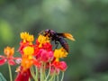 wasp with red flower Royalty Free Stock Photo