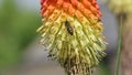 Wasp on a Red Hot Poker Kniphofia full bloom in a garden