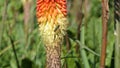 Wasp on a Red Hot Poker Kniphofia full bloom in a garden