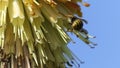 Wasp on a Red Hot Poker Kniphofia full bloom in a garden