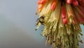 Wasp on a Red Hot Poker Kniphofia full bloom in a garden