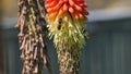 Wasp on a Red Hot Poker Kniphofia full bloom in a garden