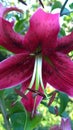 Wasp on the red pink purple lily flower Royalty Free Stock Photo