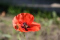 Wasp on a red poppy on a sunny day.