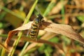 Wasp resting on dry leaf in the garden, closeup