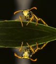 Wasp resting on the leaves and reflection