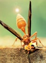 Wasp resting on a rock