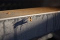 Wasp Resting on Rusty Metal Surface Container Edge Royalty Free Stock Photo